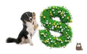 Whatever your taste, we'll have the perfect name for your new dog somewhere in the lists below. Dog Names Starting With S More Than 100 Ideas