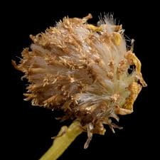 Image result for Senecio cryphiactis