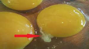 I always see chefs using brown eggs. What Is That White Stringy Bit Attached To Your Egg Yolk Neopress