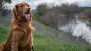 He's chunky and cuddly and absolutely adorable! Red Golden Retrievers Color Controversy Puppy Cost More
