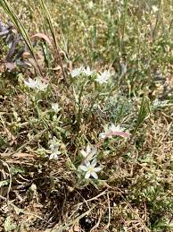 Image result for Ornithogalum flexuosum