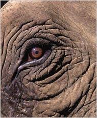 We did not find results for: An Elephant Crackup The New York Times