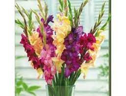Mardi Gras Gladious Gladiolus Bulbs Gardening Gladiolus Flower Delivery Flowers