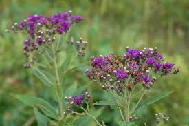 Image result for Vernonia sutherlandii