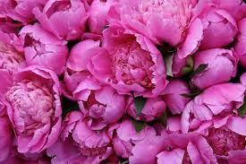 Peonies are linked to romance, prosperity and good fortune making them a great gift for any occasion. Peony Nature Plant Free Texture