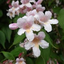 Image result for Kolkwitzia