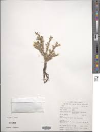 Image result for Keetia gueinzii