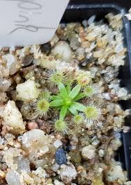 Image result for Drosera pilosa
