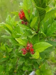 Image result for Combretum bracteosum