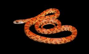 Corn Snakes For Sale South Mountain Reptiles Many Morphs