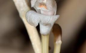 Image result for Didymoplexis