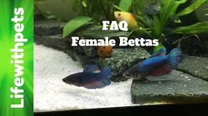 Faq Female Betta Sorority Betta Betta Fish Fish Pet