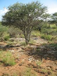 Image result for Acacia mellifera