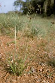 Image result for Kyllinga squamulata