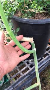 Image result for Cynanchum gerrardii