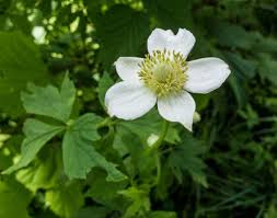 Image result for Aneilema nicholsonii