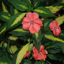 Image result for Impatiens salpinx