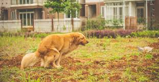My neighbor's dog keeps pooping in my garden. Redditor Gets Revenge On Neighbor Who Lets Dogs Poop In Yard Aita
