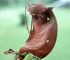 Image result for Centrolobium