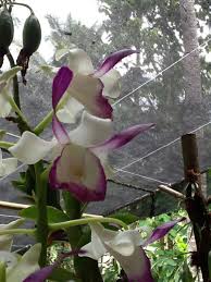 Distribution plants are found growing in suriname, ecuador, peru and bolivia at elevations of 200 to 1200 meters culture keep the plant in shade to moderate light and in a well drain. Top 10 Rarest Orchids In The World