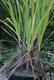 Citronnelle Cymbopogon Citratus Fievre Mineralisation Relaxation Terrarium Pour Plantes Grasses Citronnelle Remedes Naturels Faits Maison