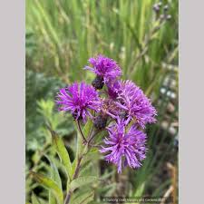 Image result for Vernonia turbinella