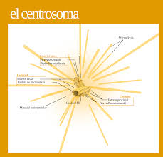 Image result for Centrostigma