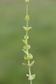 Image result for Sebaea leiostyla