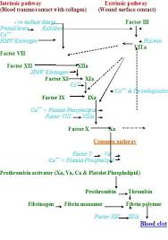 Image result for Common Clotting Pathway
