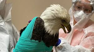 Bald eagle found in Franklin with gunshot wound died, DNR investigates