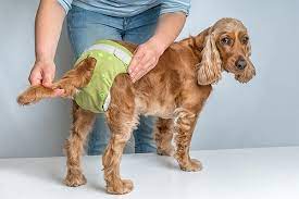 Why Urine Scald In A Paralyzed Dog Is A Big Problem