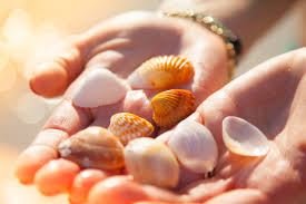 SeashellHands