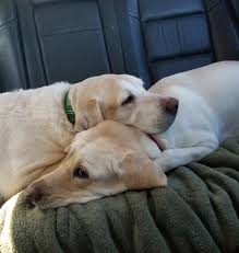 We did not find results for: Adopt A Dog As A Pet Neads World Class Service Dogs