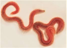Image result for Polystachya polychaete