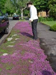 A Planting Guide For Red Creeping Thyme Red Creeping Thyme Creeping Thyme Lawn Alternatives