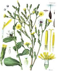 Image result for Lactuca inermis