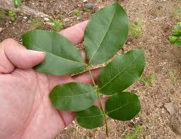 Image result for Micklethwaitia