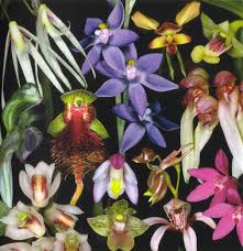 Image result for Orchidaceae