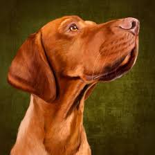 2,186 likes · 10 talking about this. Hungarian Magyar Vizsla Portrait Art Print By Roberta Jean Pharelli Society6 Vizsla Dogs Dog Portraits