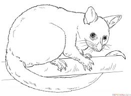 How To Draw A Possum Step By Step Drawing Tutorials For Kids And Beginners Animal Line Drawings Drawing Tutorial Drawings