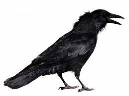 Sitting Crow Png Transparent Imageget To Download Free Crow Png Vector Photo In Hd Quality Without Limit It Comes In Need For Using Crow Animals Crow Photos