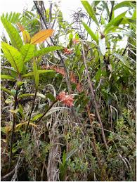 Image result for Otiophora