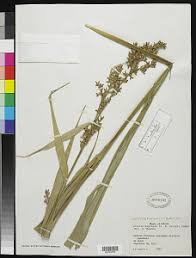 Image result for Scleria globonux