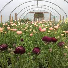 We did not find results for: Wholesale Carol S Garden