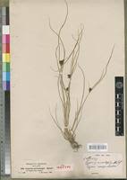 Image result for Pycreus aethiops