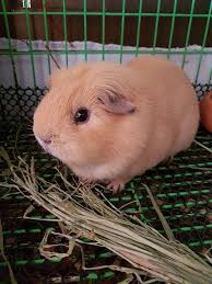 Pin On Guinea Pigs