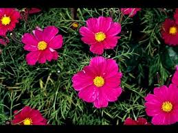 These companies offer the trendiest & best flower delivery around and we're sharing how you can get the cheapest deals on all of them! Best Cheap Hardy Perennials Annuals Flower Plant That Attracts Butterflies Youtube