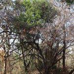 Image result for Boscia mossambicensis