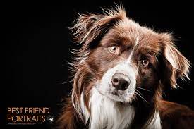 Pin On Dog Photography