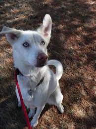 We did not find results for: Corgi Mix Puppies Mn The Y Guide